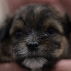 Rotating_Dogs's Avatar'