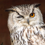 Owl_1820's Avatar'