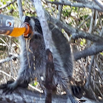 GatoradeRaccoon's Avatar'