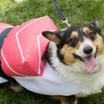 ASpeedyCorgi's Avatar'
