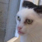 W0lfram1um's Avatar'