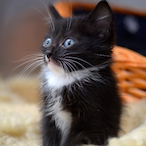 bungerklop's Avatar'