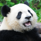 Panda.RHA's Avatar'