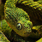 TurdHurder's Avatar'