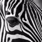 Navajo Zebra's Avatar'