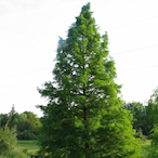 Aircypress's Avatar'