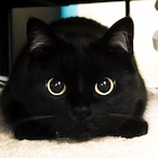 kilI siege's Avatar'