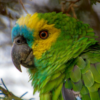 Papagaio_Verde's Avatar'