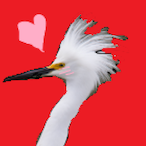 Vantava's Avatar'