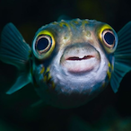 SpottyRug7727's Avatar'