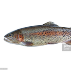 Trout-A-Natour's Avatar'