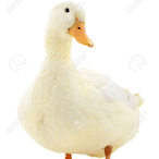 Boost3dGoose's Avatar'