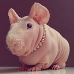 shdman.exe's Avatar'