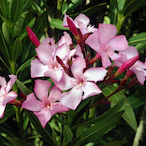Oleander.Flower's Avatar'