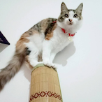 Tinydonald34's Avatar'