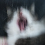 catboy Yosh's Avatar'