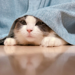 Busuncess.Rob's Avatar'