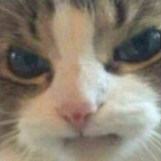 Mengus557's Avatar'