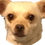 BennyBentoBeanz's Avatar'