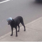 CoolAssDog's Avatar'