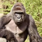 Harambe.-'s Avatar'
