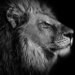 Br0k3pN's Avatar'
