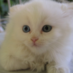 Black_-cat's Avatar'