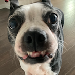 Silly-Will's Avatar'