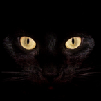 dawnizmo's Avatar'