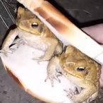 Hobbinator18's Avatar'