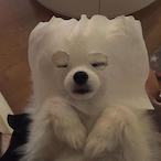 woolfull's Avatar'