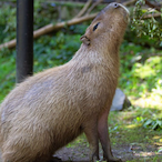 HyperborianGoy's Avatar'