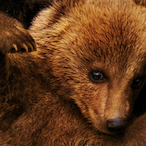 BearClaw7137's Avatar