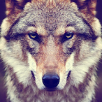 UlelekUlelek's Avatar'