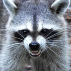 anNuts_NxT's Avatar'