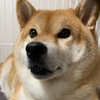 wanwan_inu's Avatar'