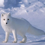 WhiteFox_OAO's Avatar'