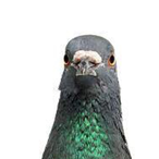 Abusedpigeons22's Avatar'