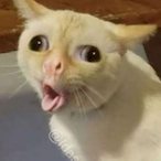 skatersharkboy's Avatar'