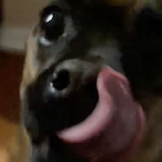 JangoTheDog's Avatar'