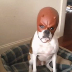 slowboi_ant's Avatar'
