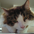 TyrianMollusk's Avatar