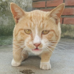 FullSendPop's Avatar'