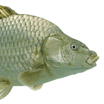 Mr.Fish..'s Avatar'