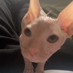 Jaivenn's Avatar'