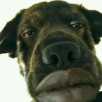 Buff.BlackDog's Avatar'