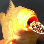 GEORGE.BUSCH's Avatar'