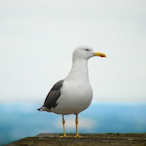 happymeaI67's Avatar'