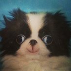 Butter--Dog's Avatar'