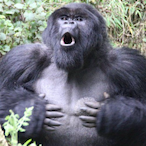 UNGABUNGA_MONKE's Avatar'